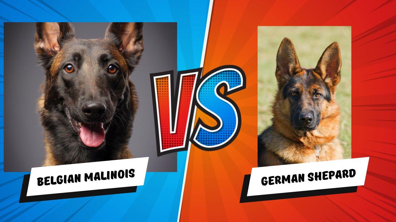 Belgian Malinois vs. German Shepherd: Choosing Your Perfect Canine Companion