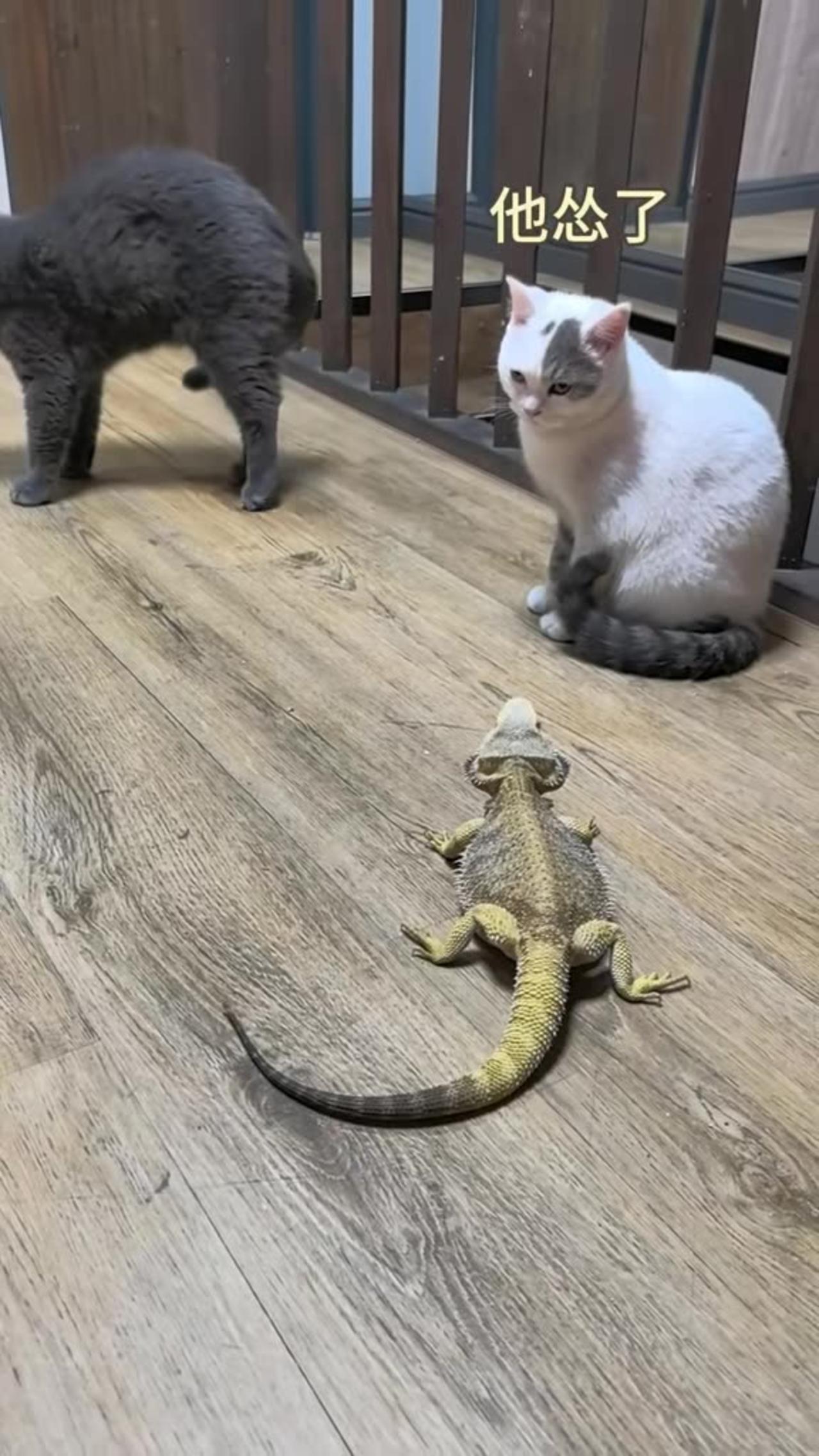 cat and lizard 01