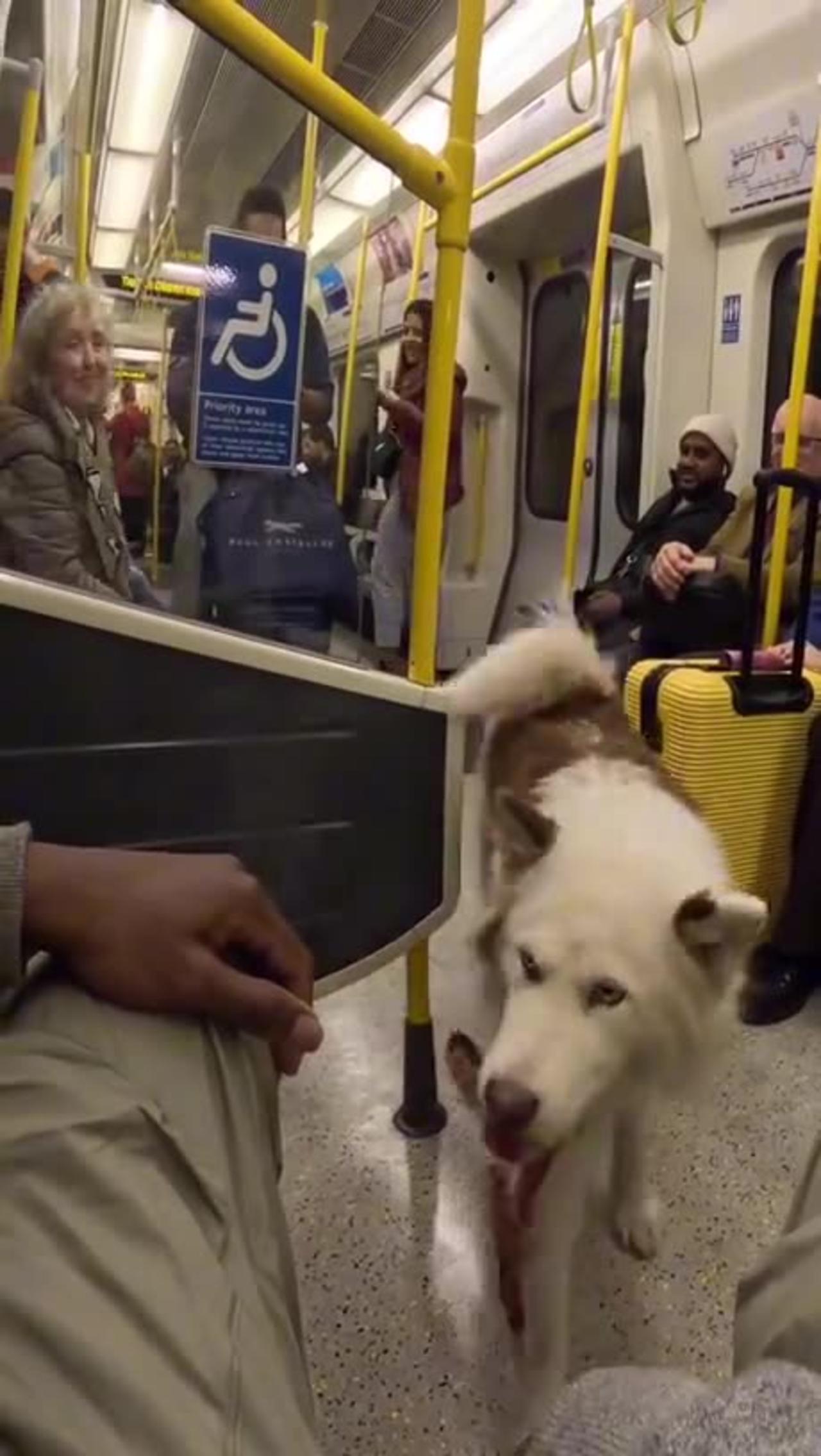 Would it make you happy, if you met this dog on the train?