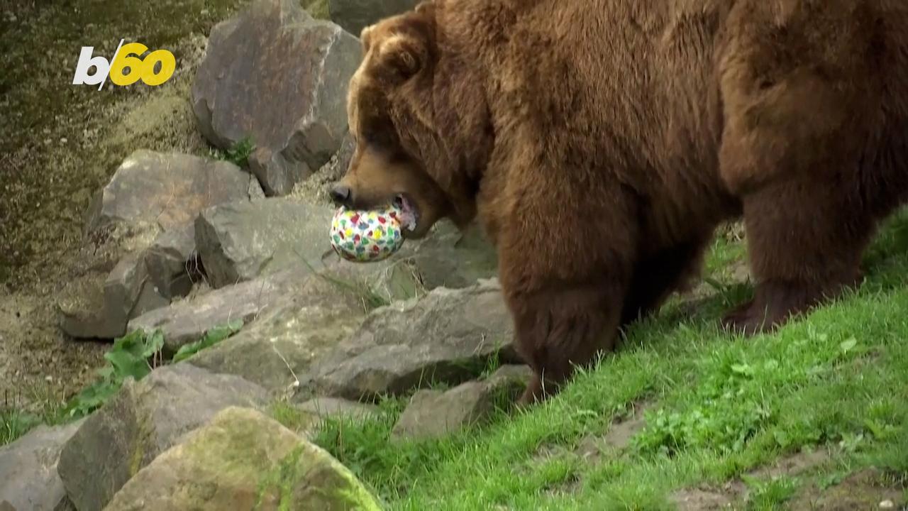 Watch This Adorable Egg Hunt for the Animals at a Germany Zoo