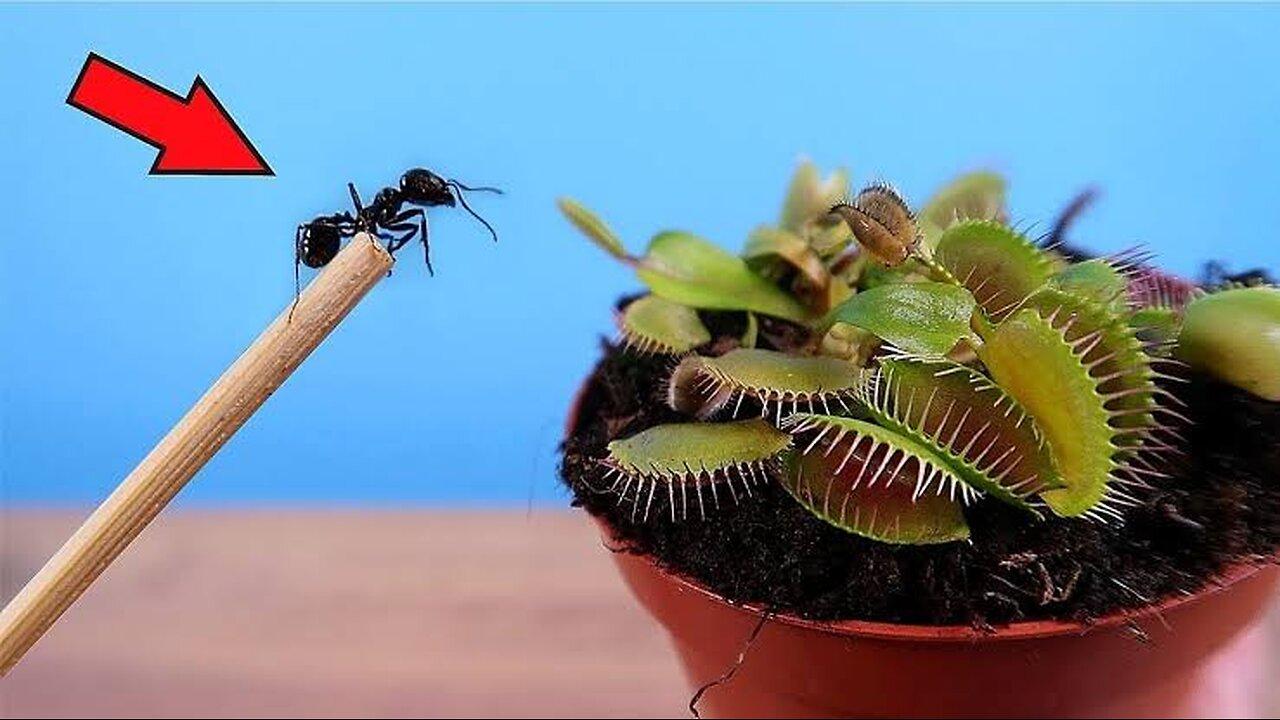 ¿CAN A FLYTRAP CATCH A FAST ANT?