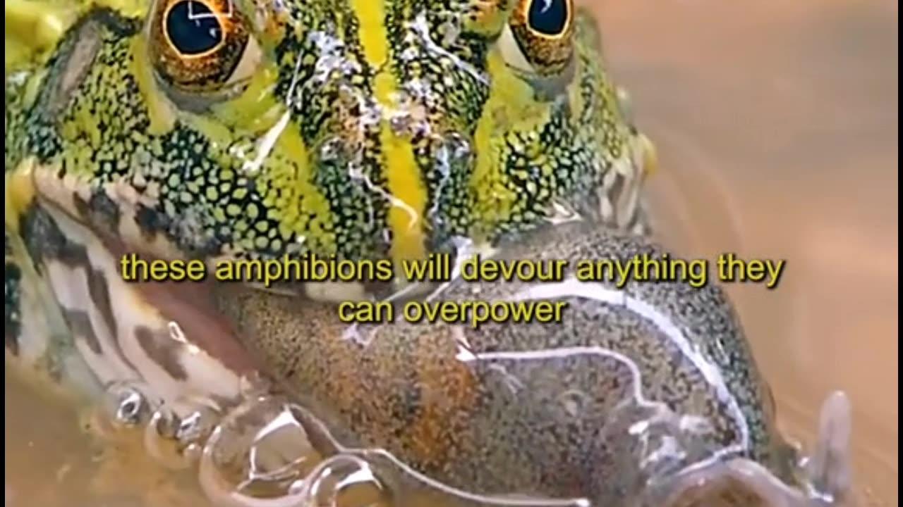 The Amphibian Predator: A Frog Devouring its Kin