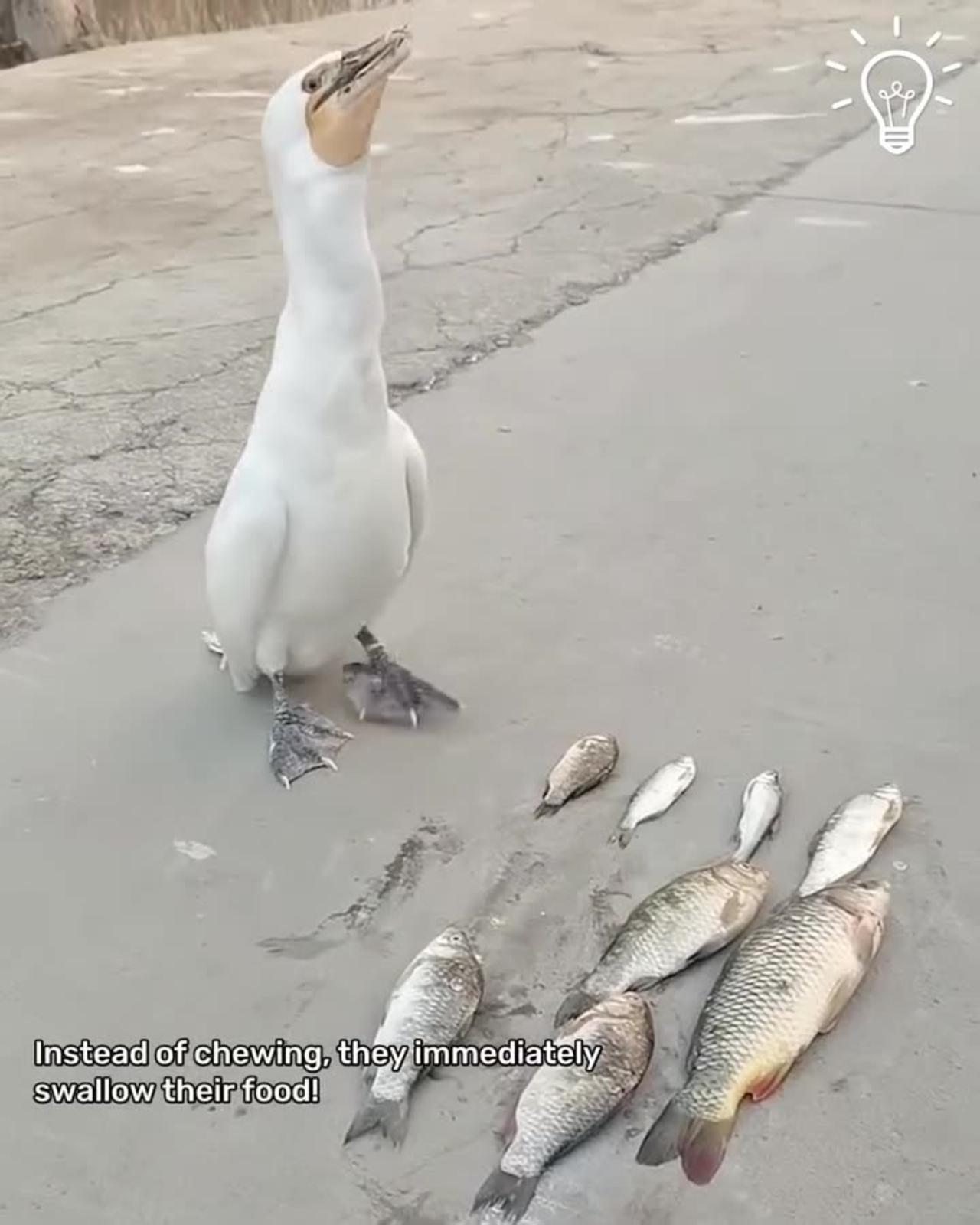 Pelican Unique Feeding Behavior