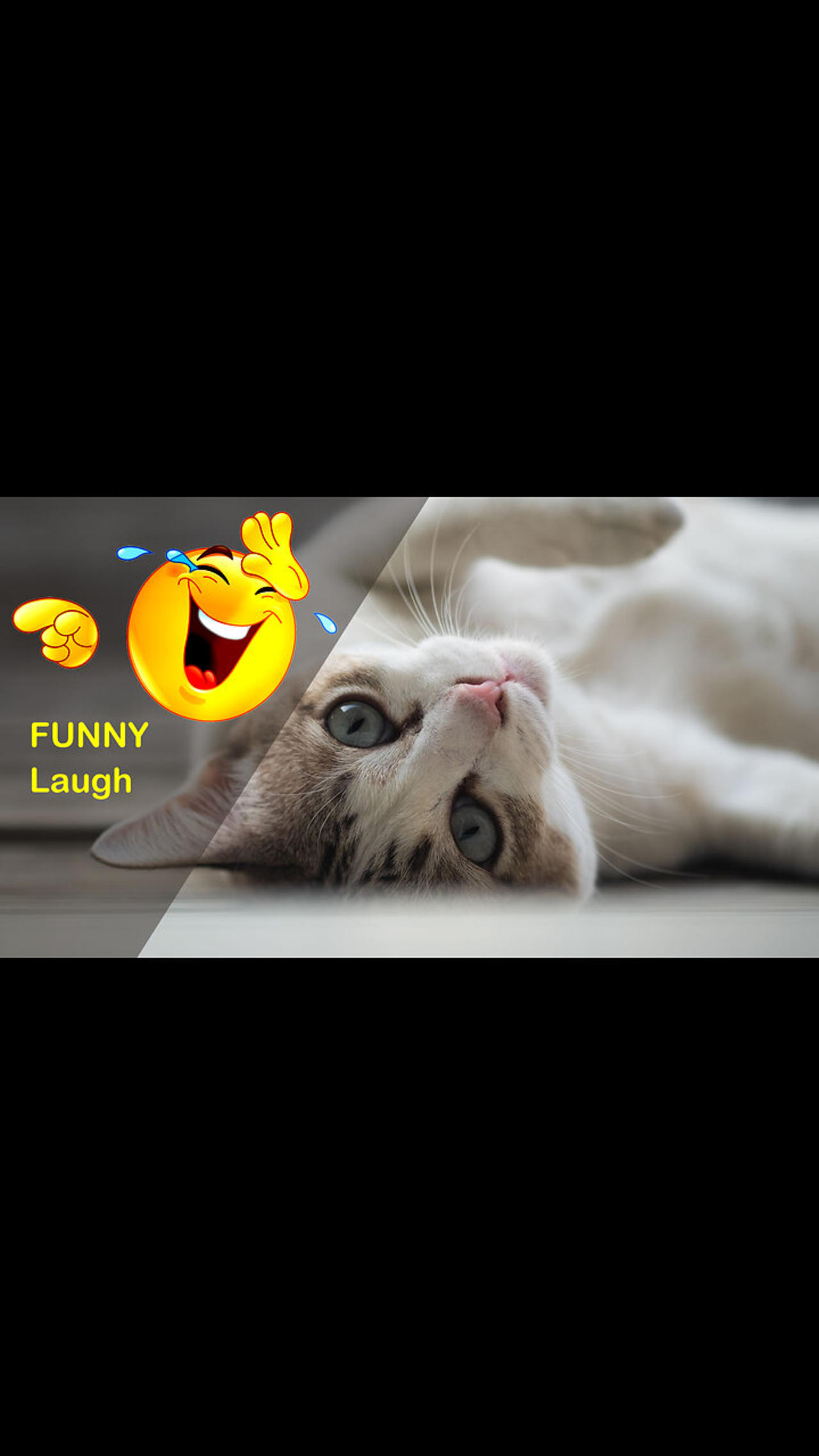 Best Funniest Animal Videos 2024 // Funny Cats Videos 2024