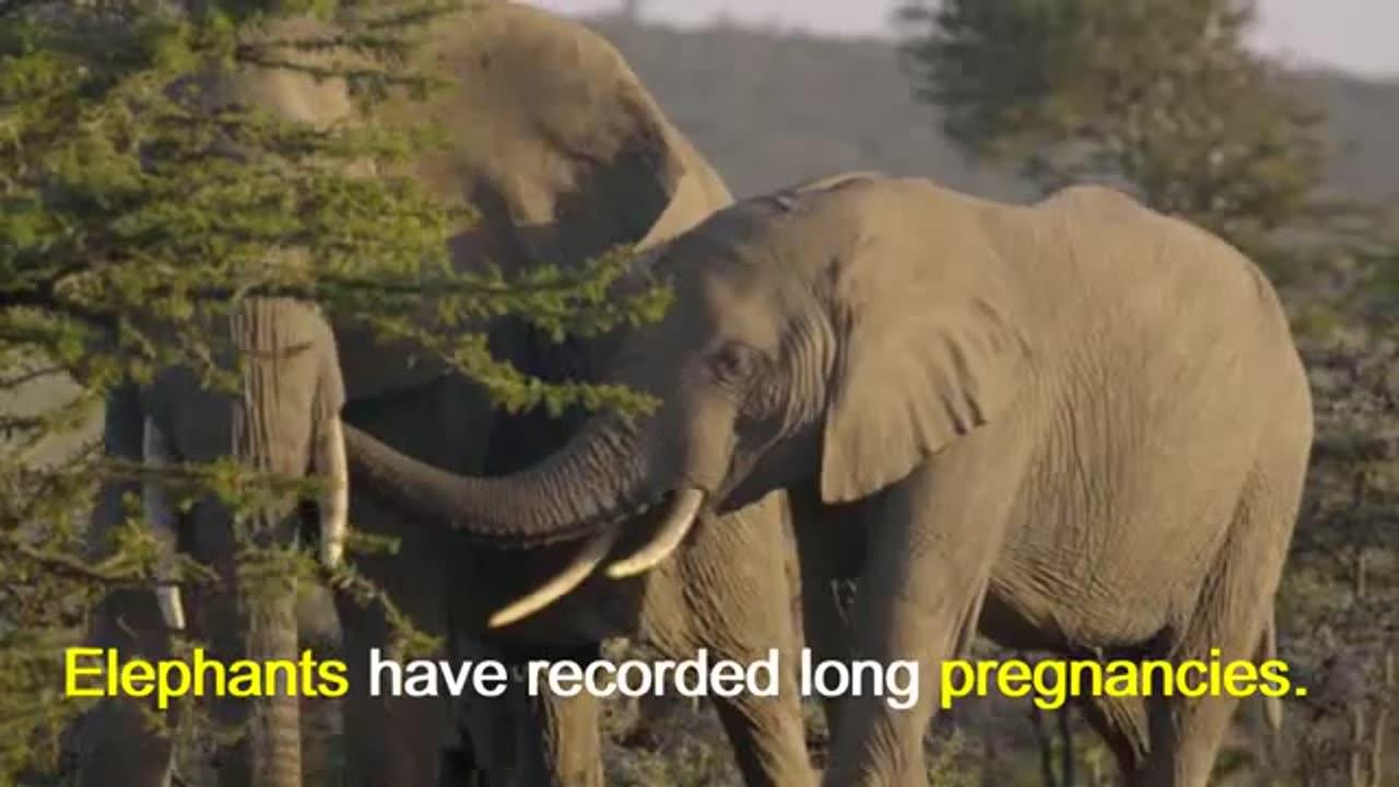 Amazing Facts About Elephants: biomimicry | Nature Pro