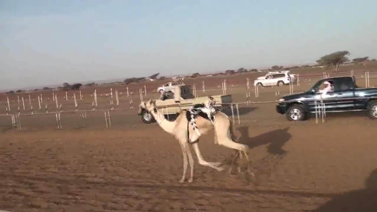 Camel best race in Dubai