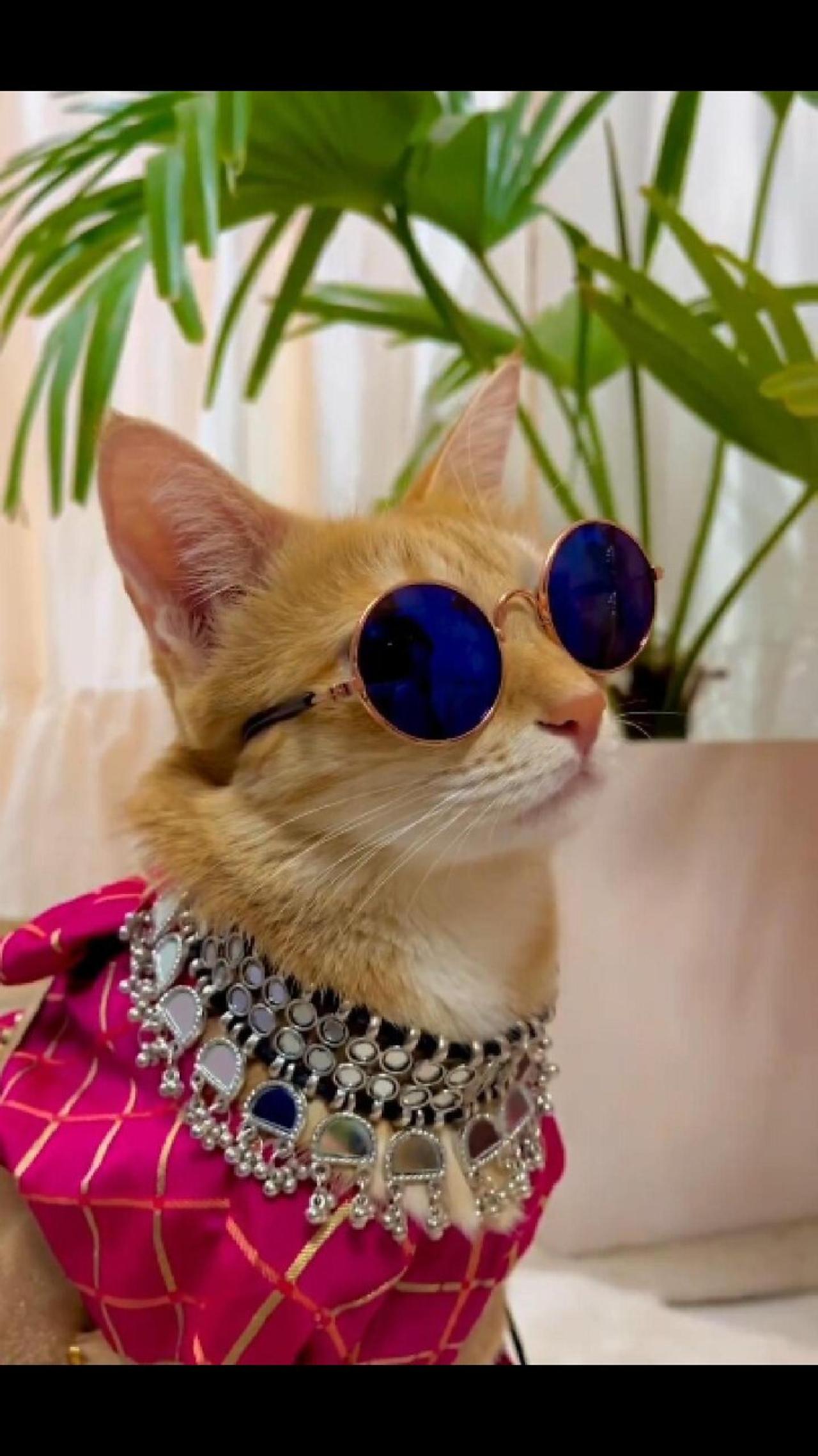 Cute and Stylish Cat with sunglass