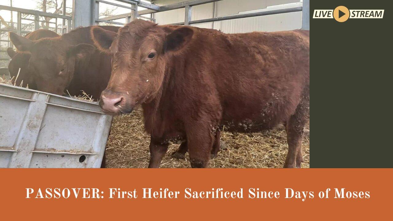 Red Heifer Sacrifice 2024