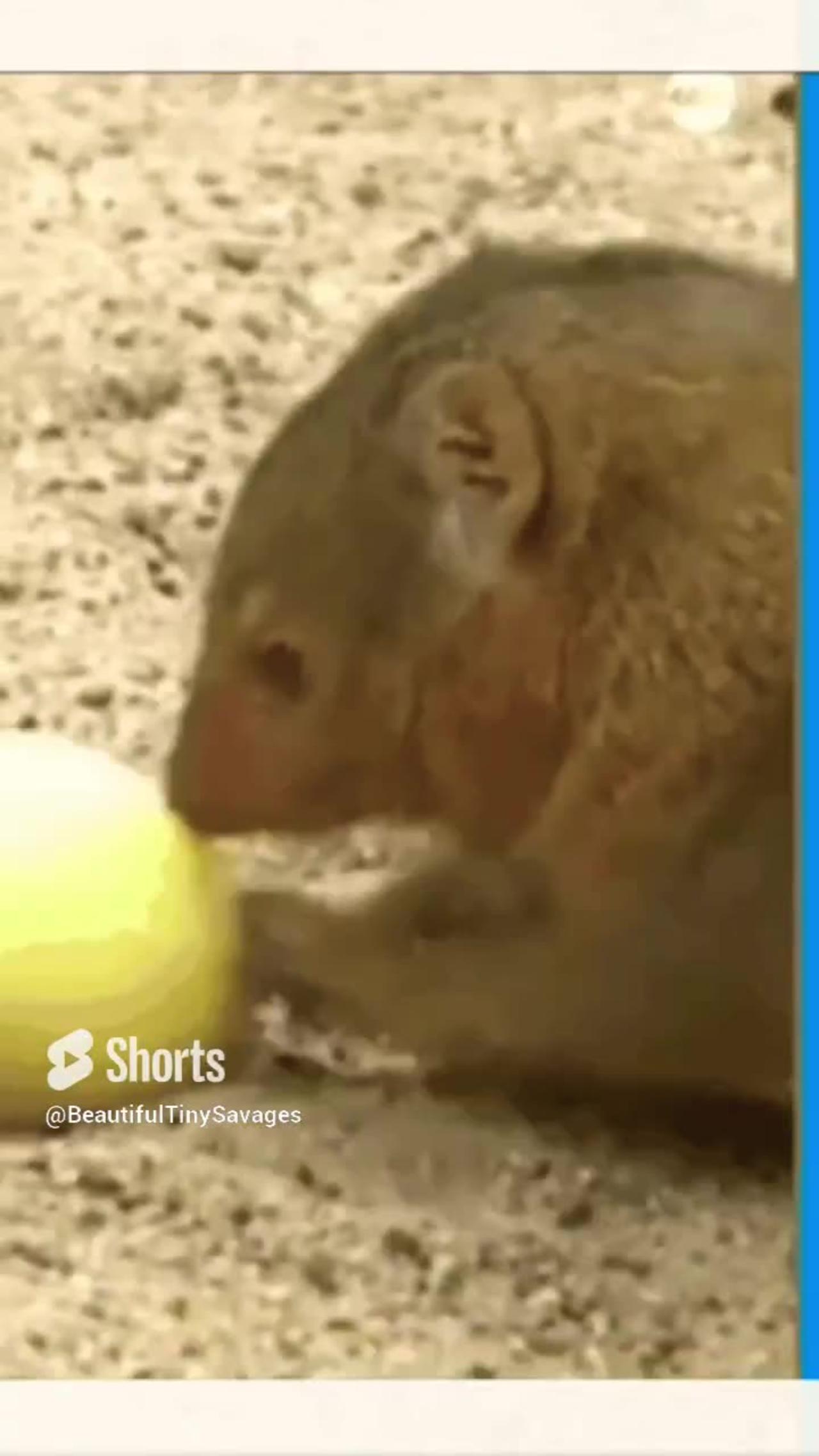 German Zoo Hosts Easter Egg Hunt For Animals Adorable 🐣🐰🐥🐤😇🙏🎶🎼 Come See