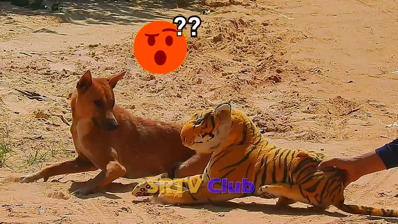"Sleeping Dog vs Fake Tiger Prank: Village Laughter!"
