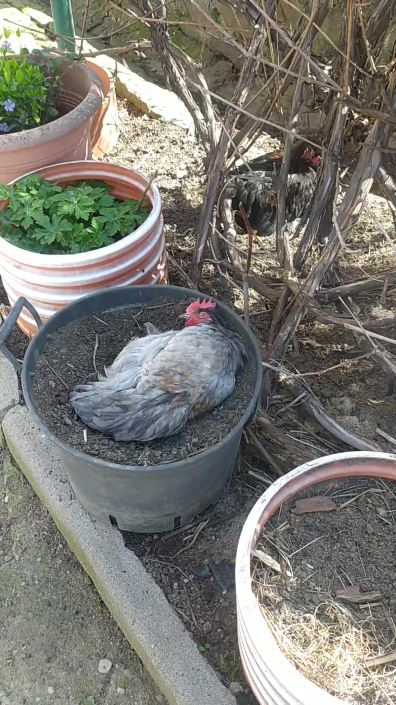Bathing in a pot! A small and feisty rooster and his brother.
