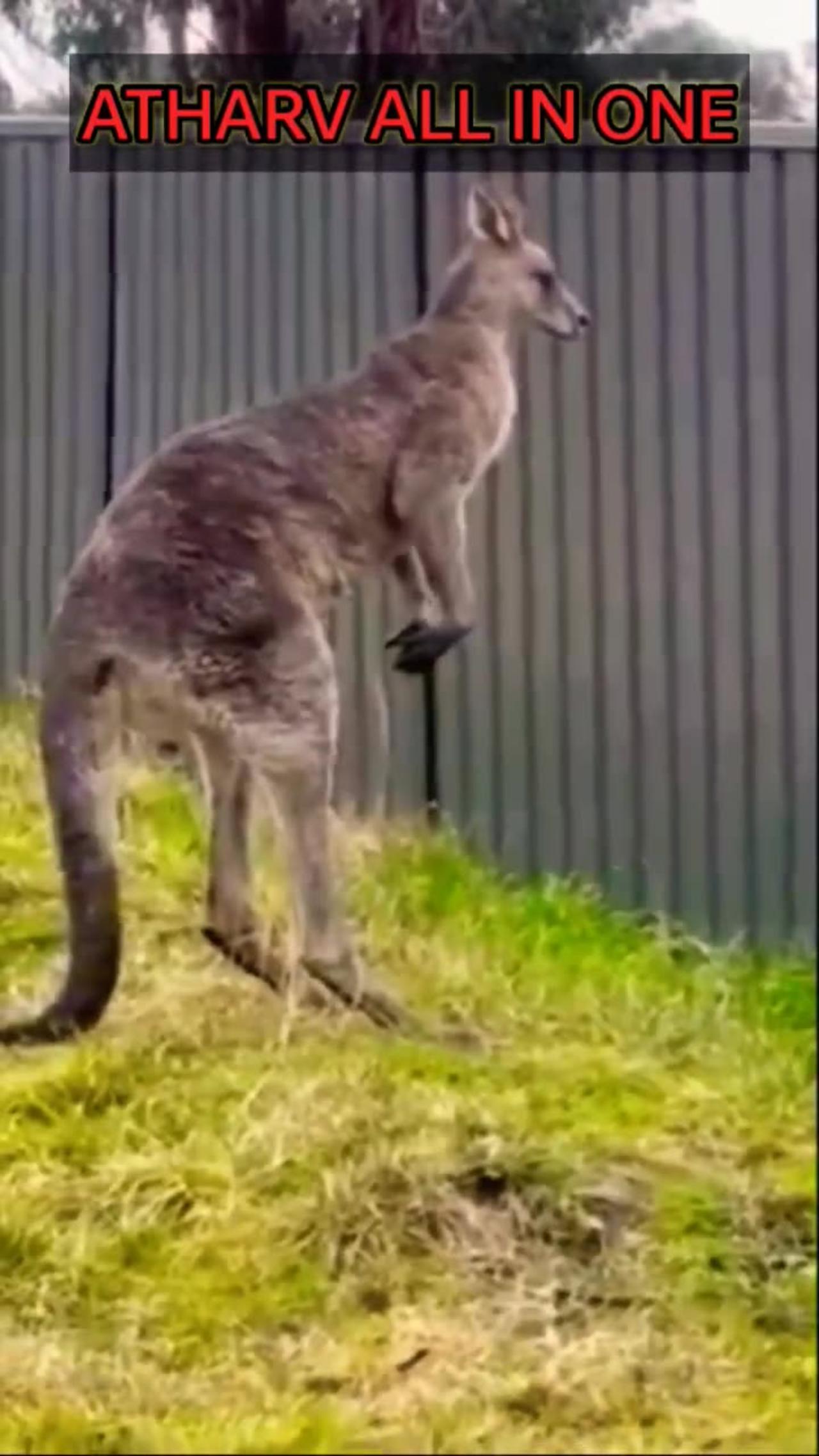 #shorts Funny Animals Videos, Animals Funny Videos #funnyanimals #animalsfunny #atharvallinone