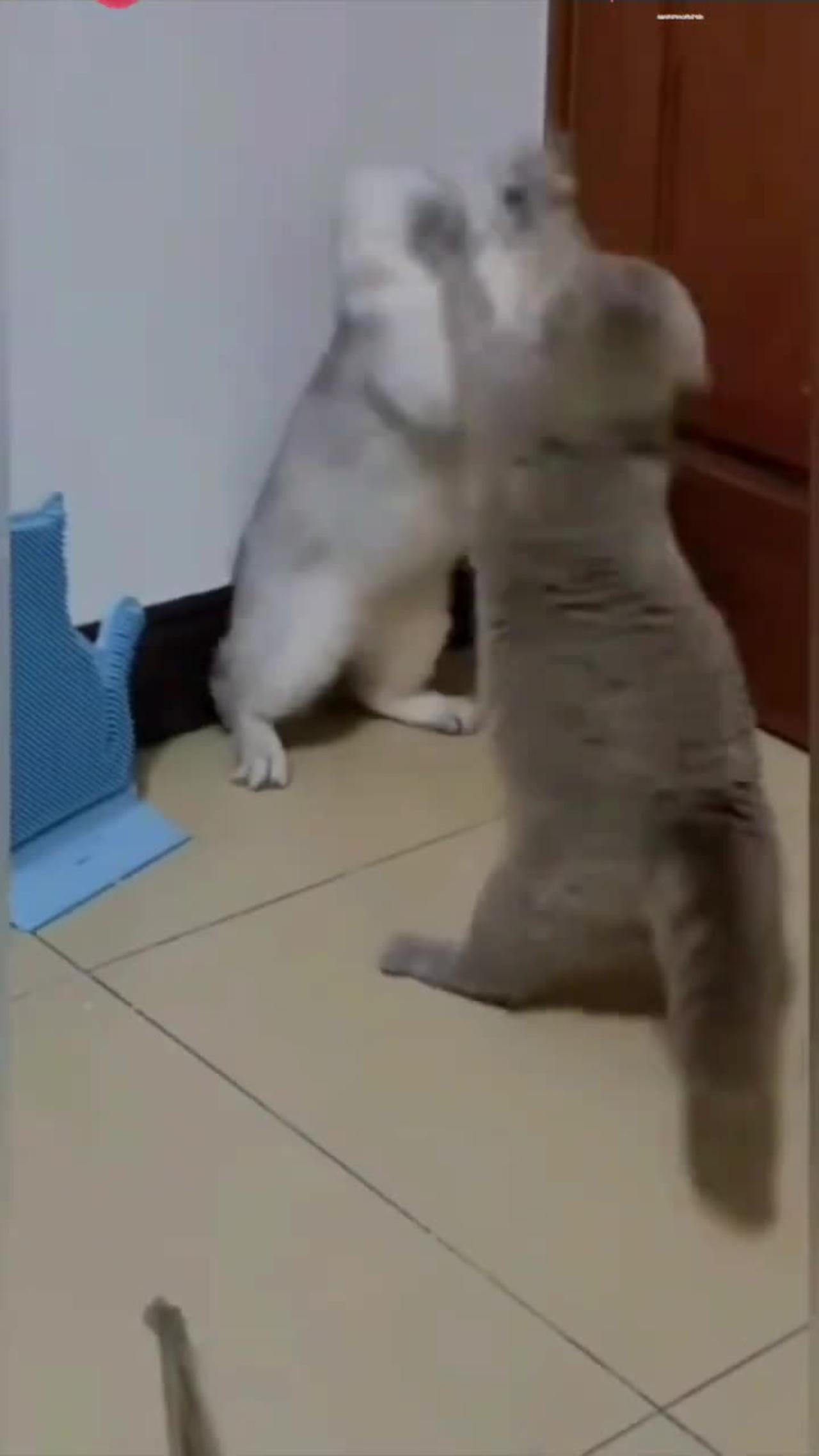 Funny cat fighting