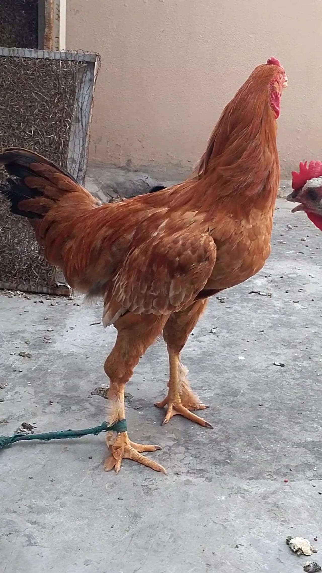 Aseel Pakistani Rooster | Need Help from Rooster Expert