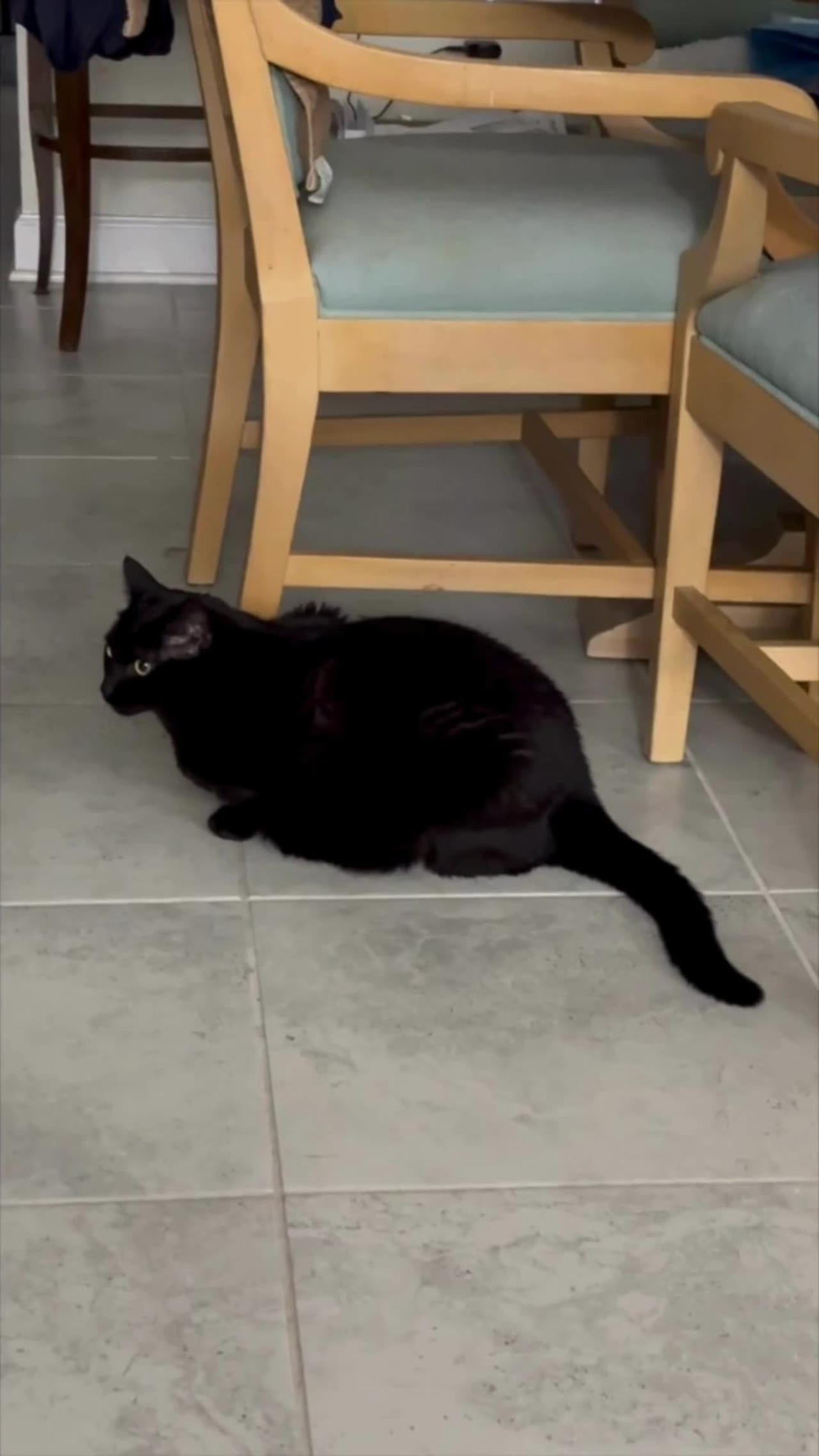 Adopting a Cat from a Shelter Vlog - Cute Precious Piper Guards the Dining Room Set #shorts