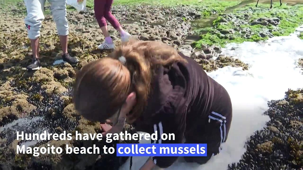 Harvesting the 'holy' Easter mussel in Portugal