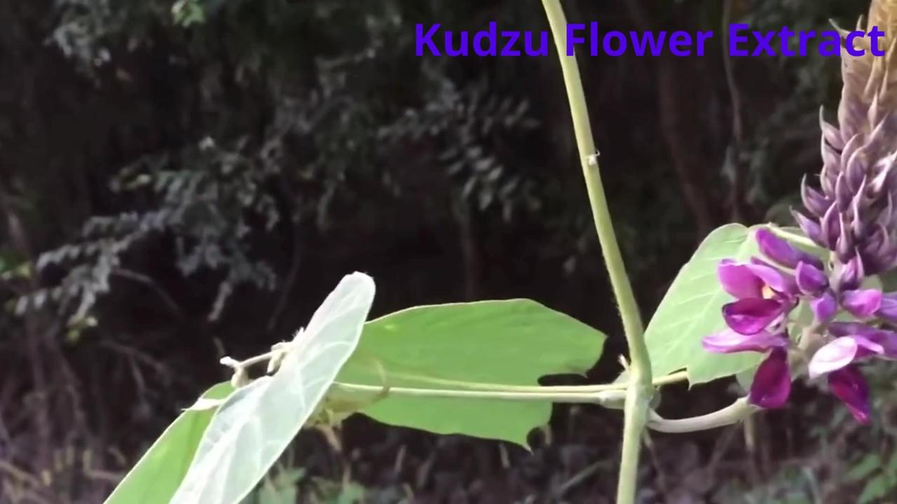 Kudzu Flower Extract