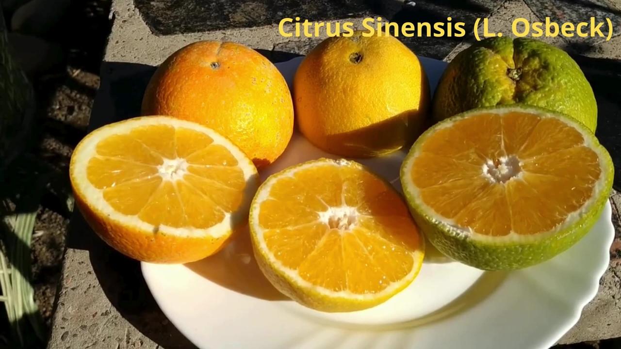 Citrus Sinensis (L. Osbeck)