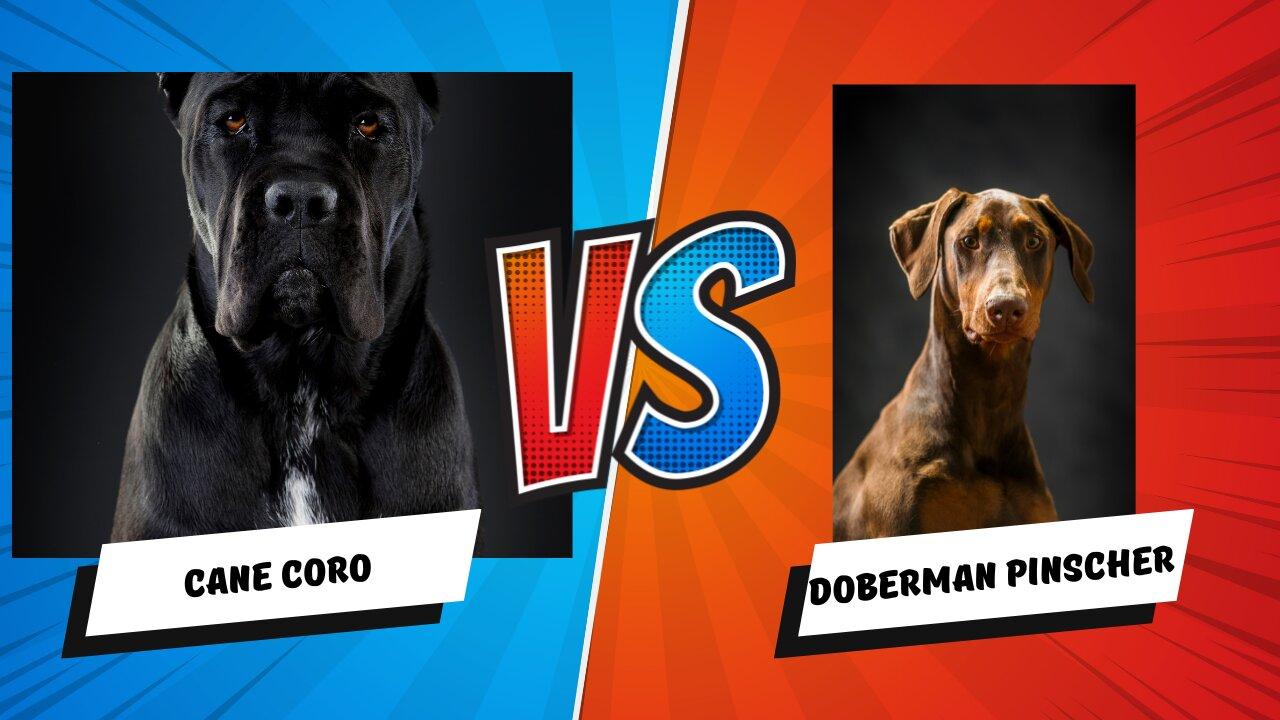 Choosing Your Guardian: Cane Corso vs. Doberman Pinscher - A Detailed Comparison