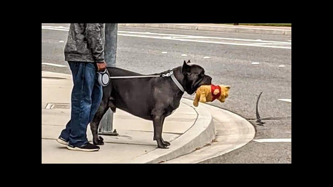 WORLD BEST FUNNIEST🤣  Dog vs men 🤣 funny video> Don't Try Laughing 🤣 clips