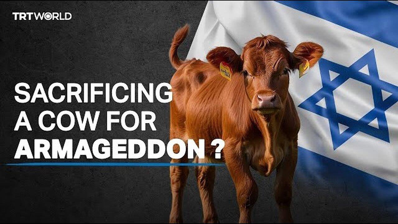 #Sacrificing red cows ll The Jewish prophecy to replace Al Aqsa