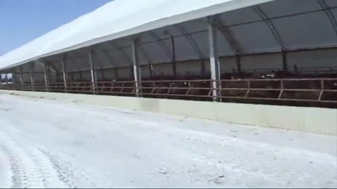 Finishing Cattle in Hoop Barns - One News Page VIDEO