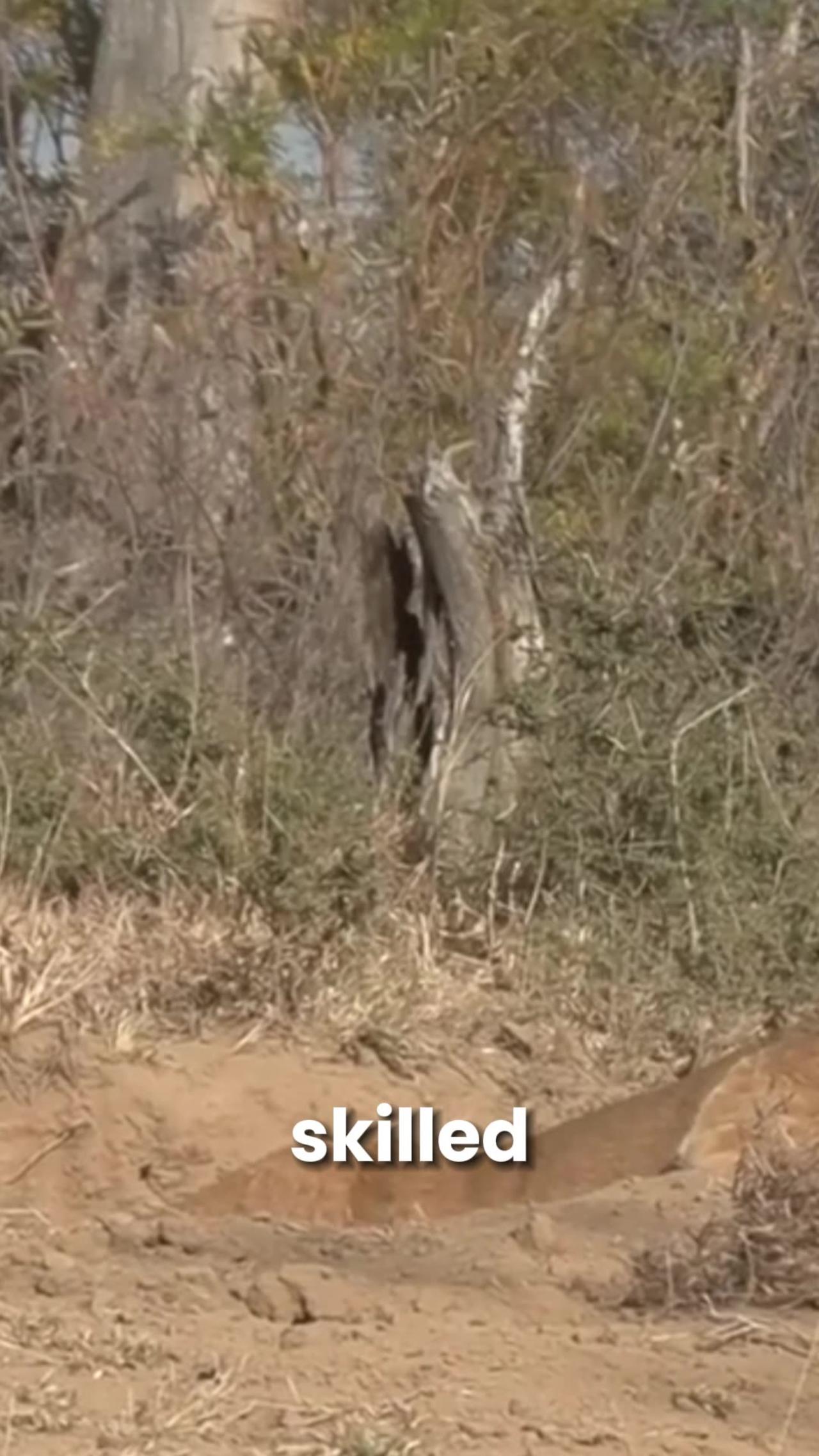 lion pulls warthog out burrow