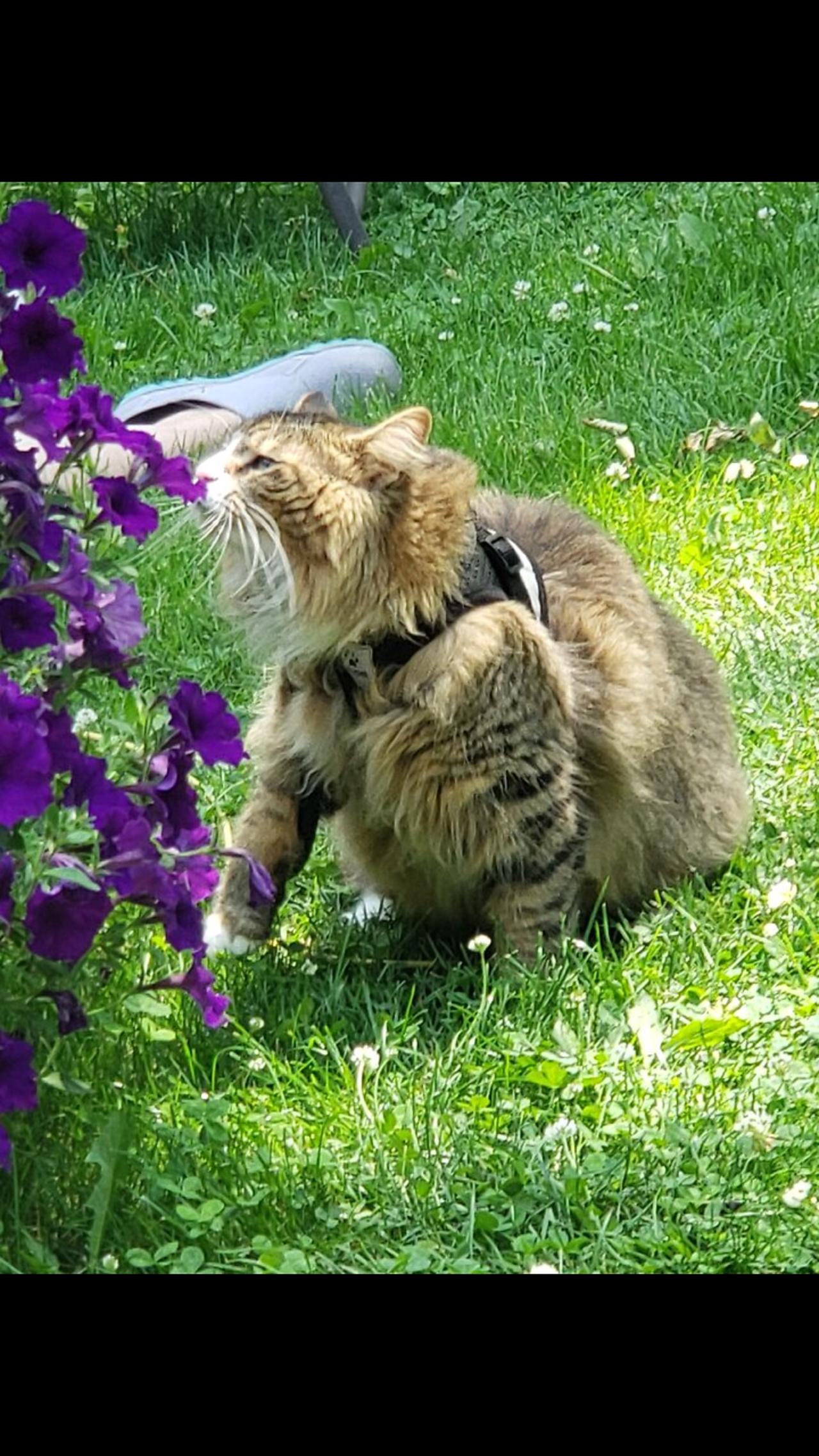 Petunia Goes Outside (Featuring Petunia The Norwegian Forest Cat)