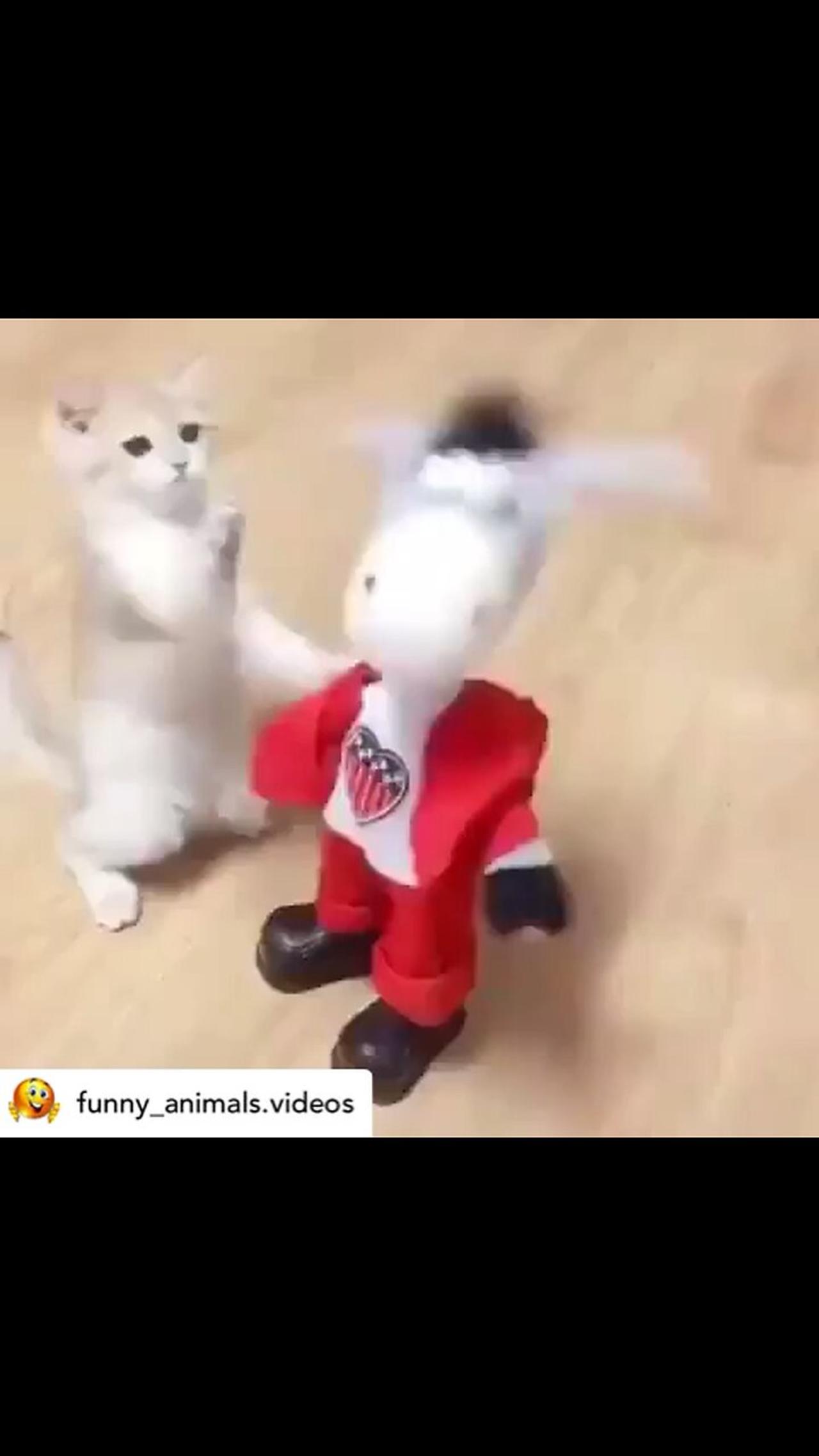 Animals funny videos..!!