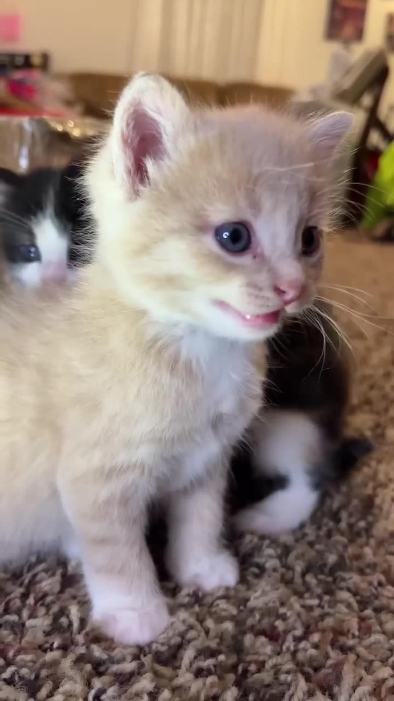 Kitten meows. (Play this to make your cat go crazy).