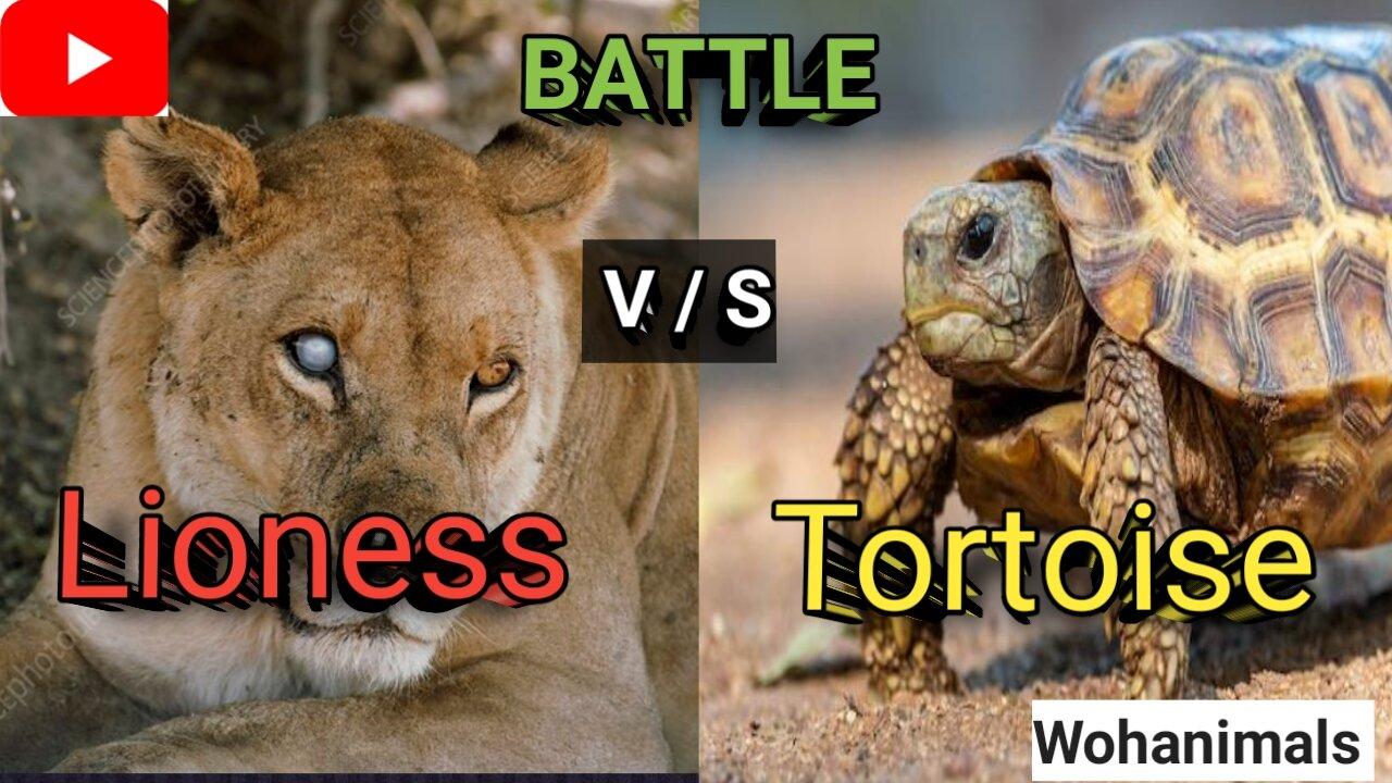 Battle between Lioness and Tortoise: who will win?