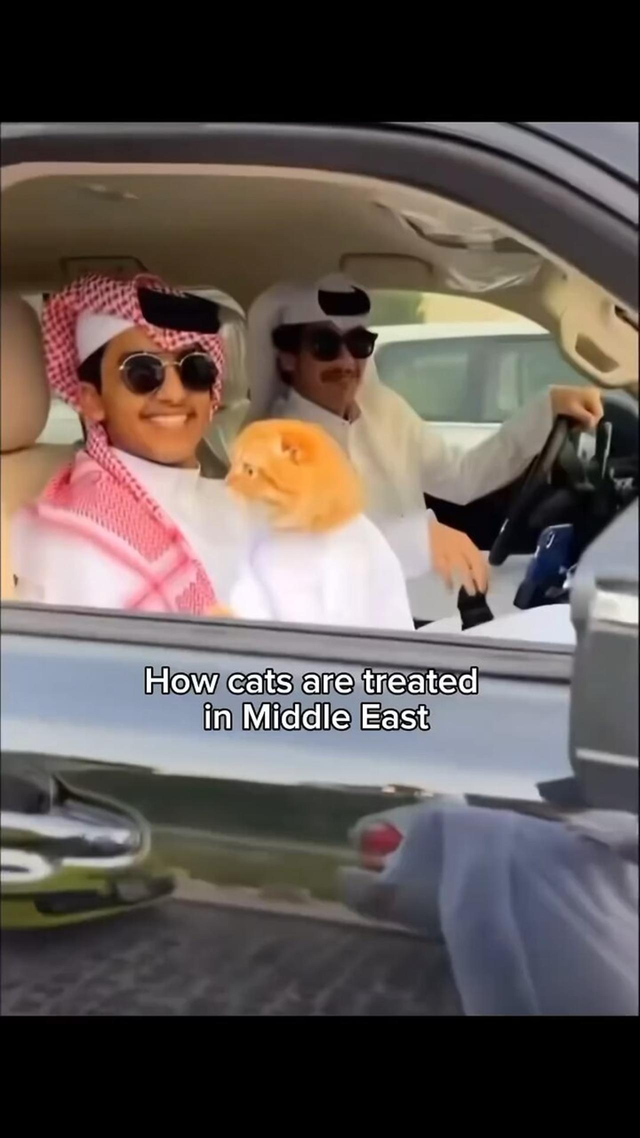 how cat treated in middle eastern 🤣🤣