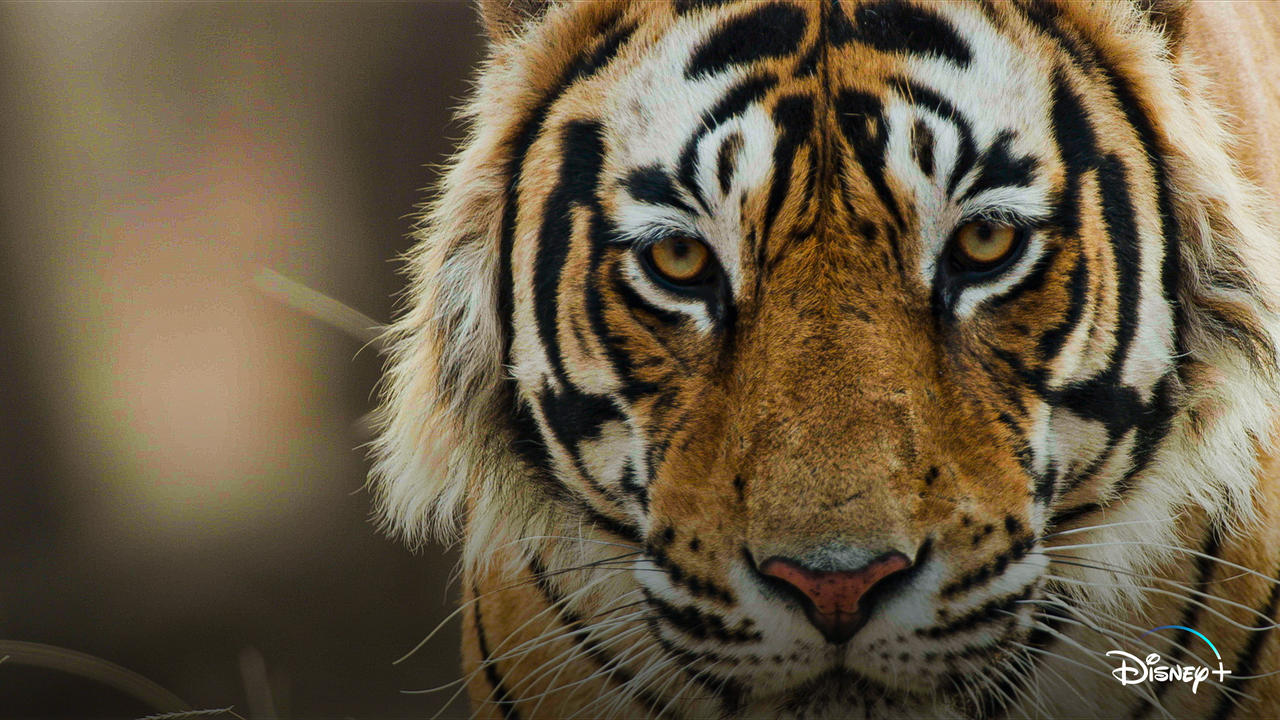 Tiger Documentary Movie (2024)