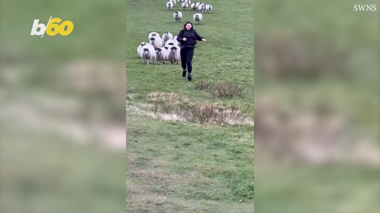 Woman Hilariously Chased by Entire Flock of Sheep