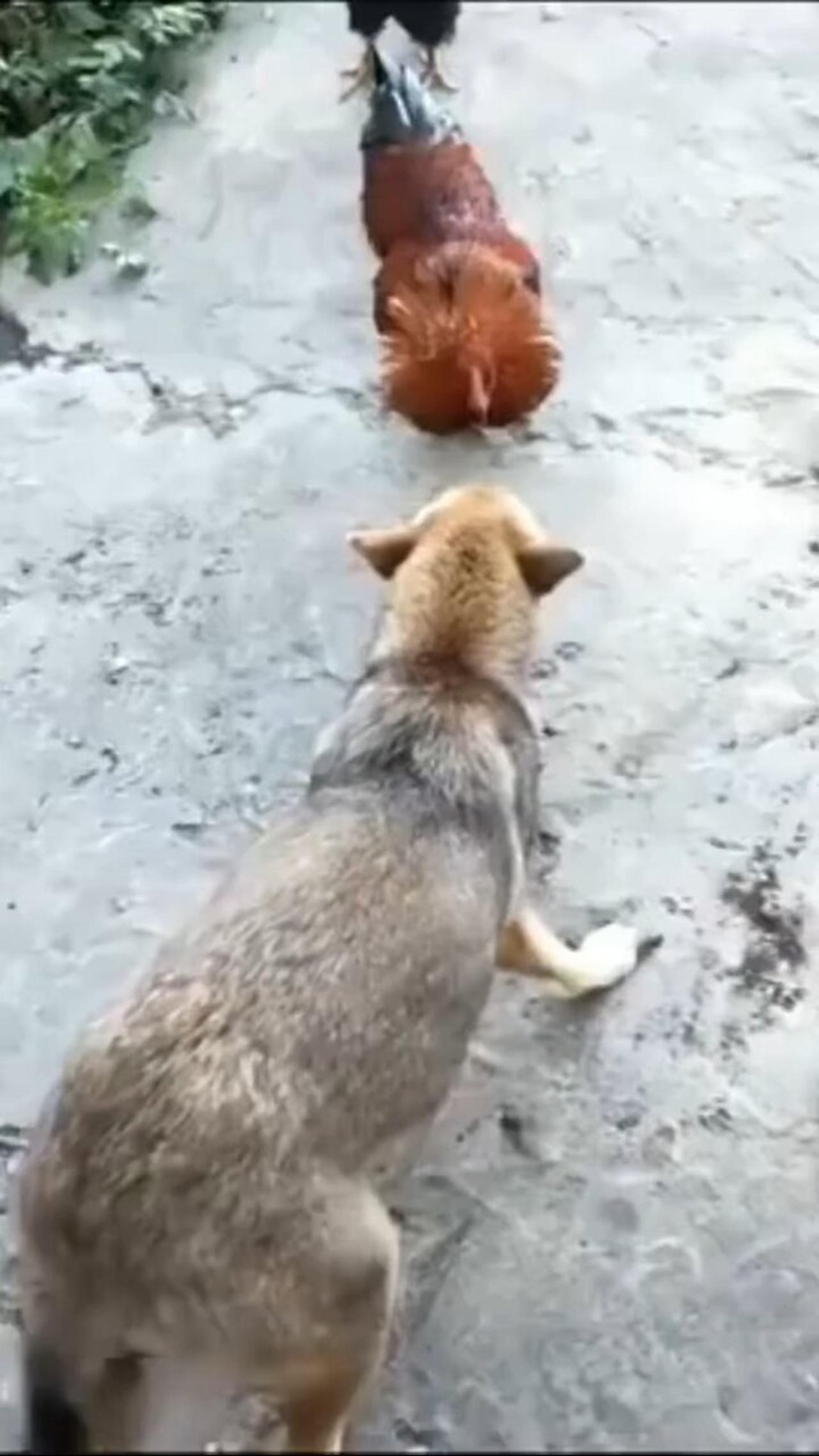 animal funny moment
