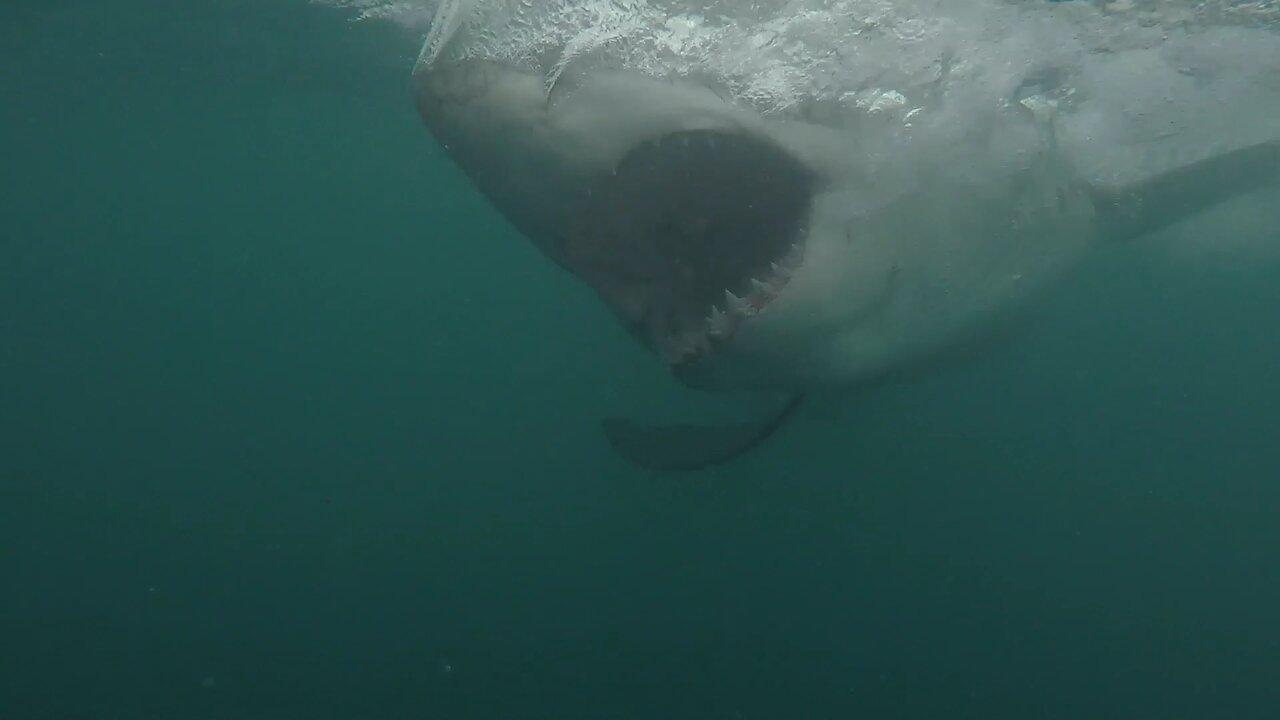 19 Ft Great White Decapitates Diver 2023