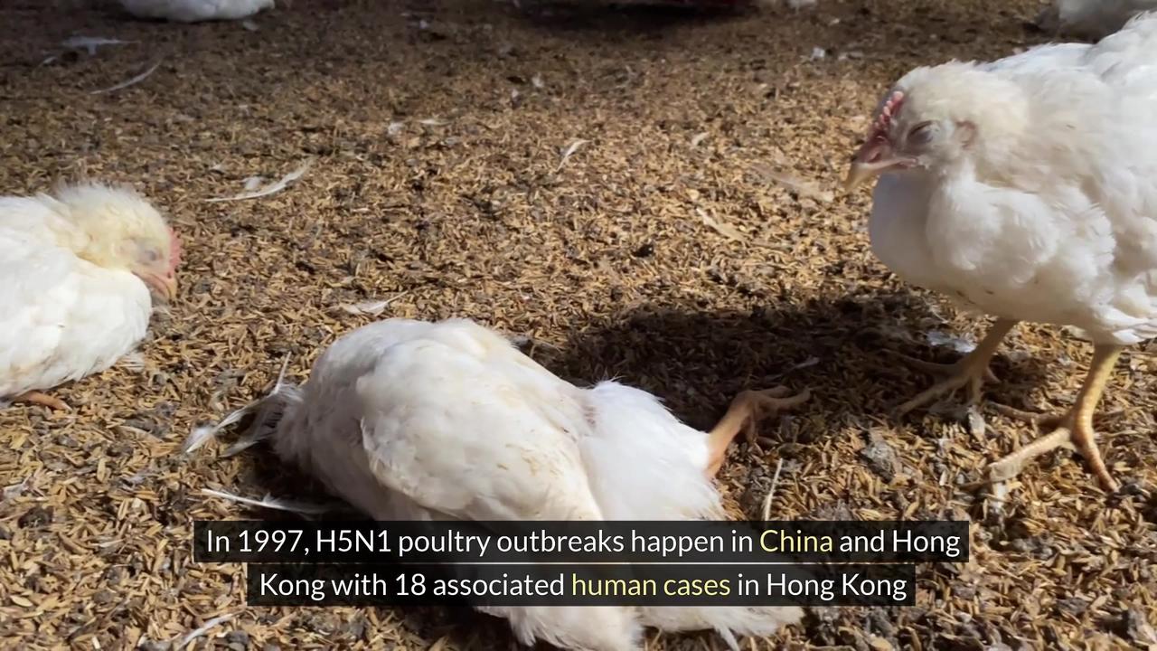 Avian Influenza A(H5N1)"