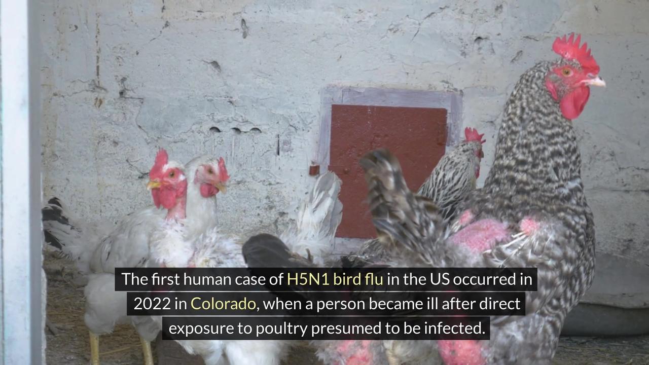 "Rare Bird Flu Case in Texas: Person Diagnosed After Contact with Cattle"
