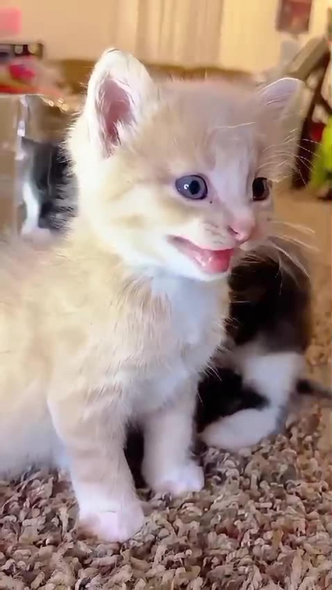 Cute baby kittens 🤗🥰🥰