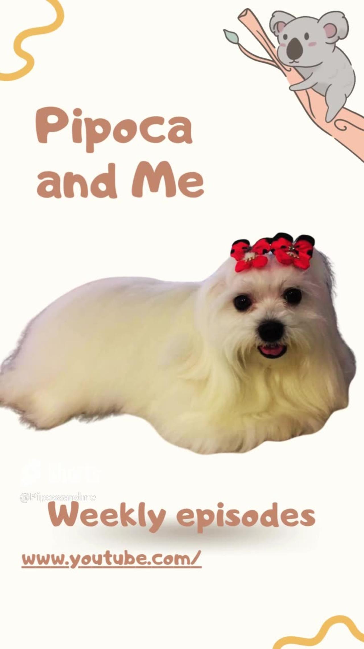 Maltese Dog - Pipoca and Me