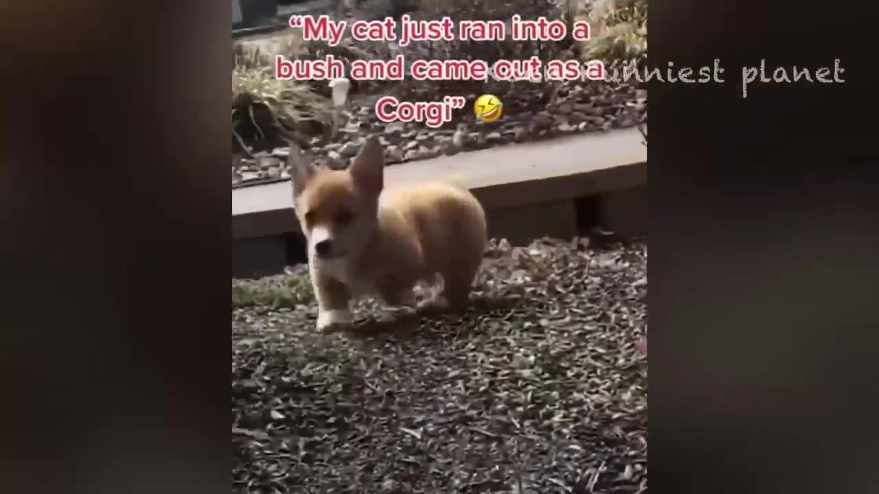 Funny 🤣 animal clips