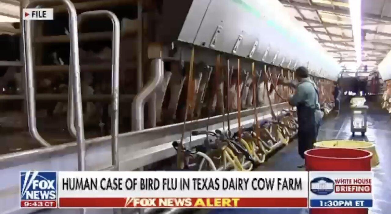 One person in Texas has been diagnosed with bird flu after having contact with infected dairy cows