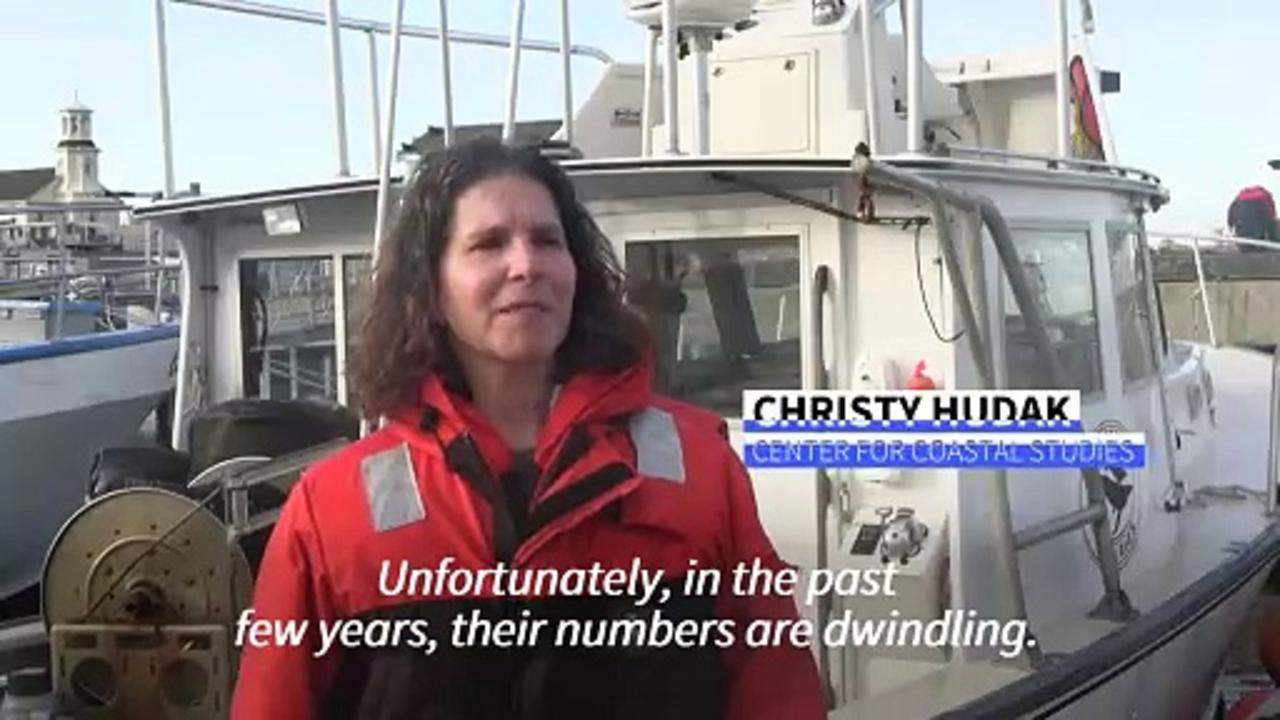 Endangered North Atlantic whale population dwindles