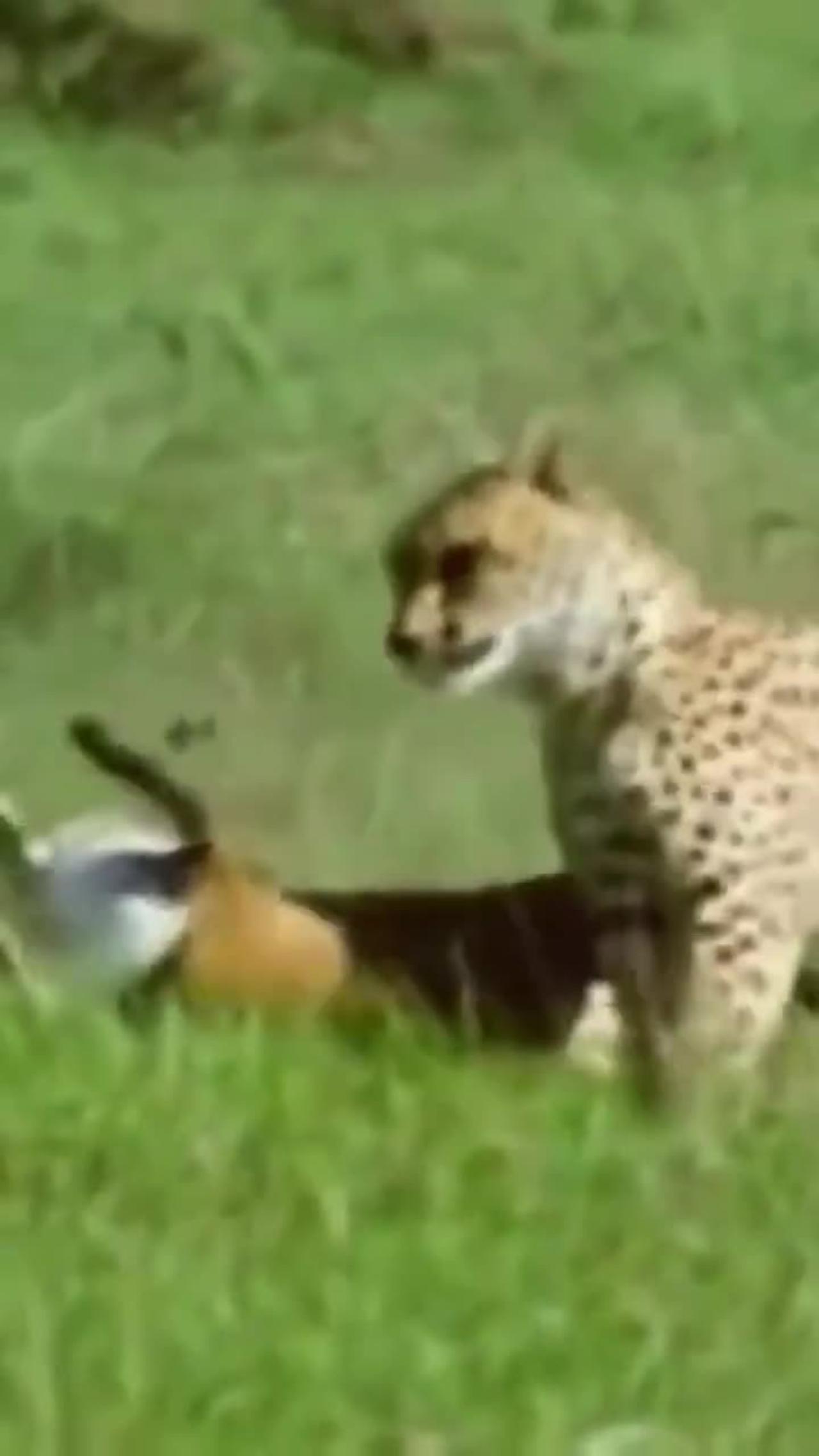 Cheetah is hunting and speed #short #animal #nature