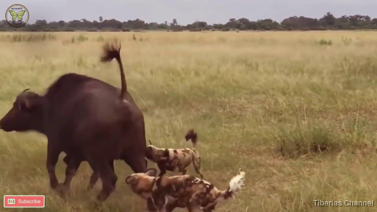 Hunting of wild dogs in the pursuit of prey/Wild animals attacks/Animal Planet/Wild Dogs/Zoo