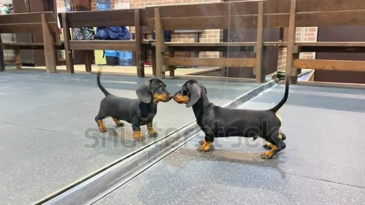 Funny dachshund puppy