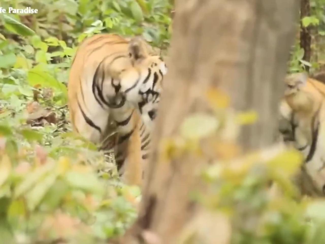 40 Horror Moments Tiger Hunting Gives You Chils - One News Page VIDEO