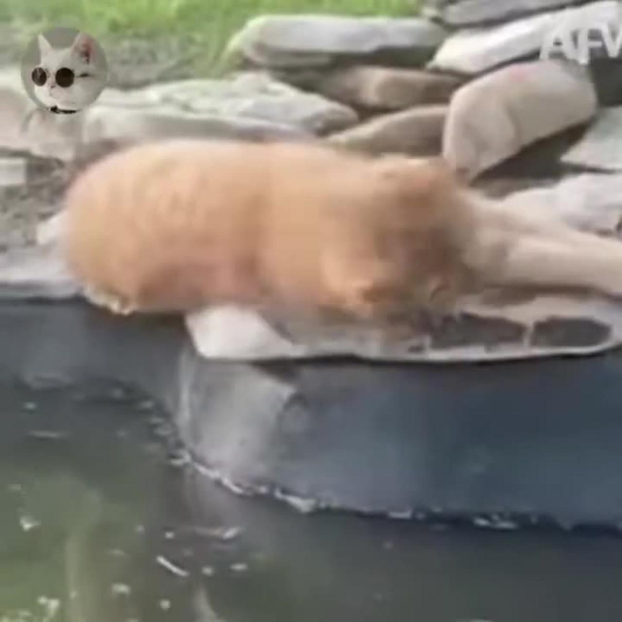 Best Cat Memes Compilation Part1 One News Page Video