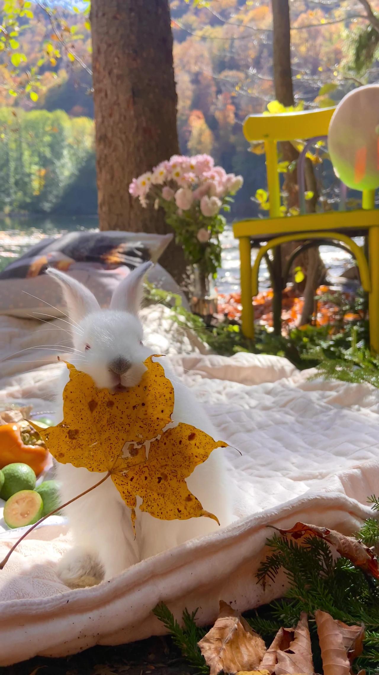 Rabbits