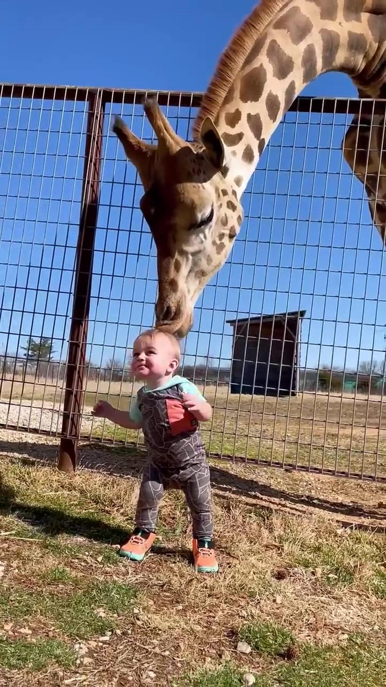 Cute Giraffe Gives Baby Smooches